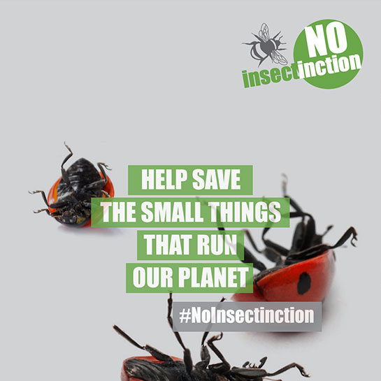 Buglife Case Study