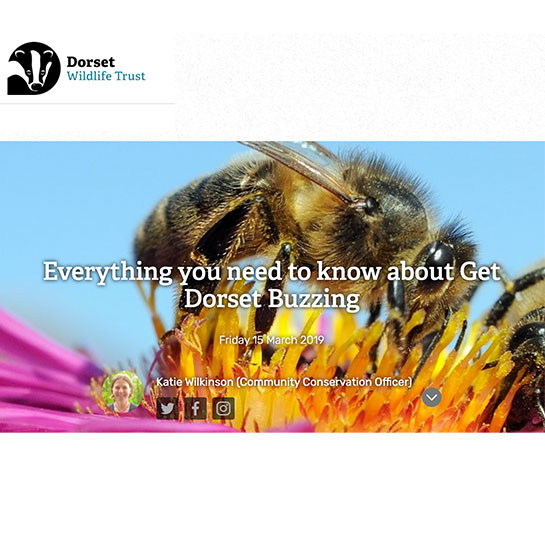Dorset Wildlife Trust Get Dorset Buzzing